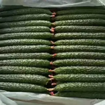 【热销】鲜花密刺黄瓜大量上市中基地直供量大条直
