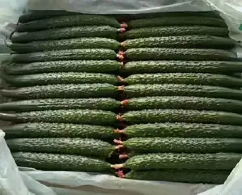 【热销】鲜花密刺黄瓜大量上市中基地直供量大条直