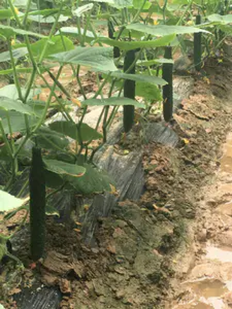 【热销】鲜花密刺黄瓜大量上市中基地直供量大条直