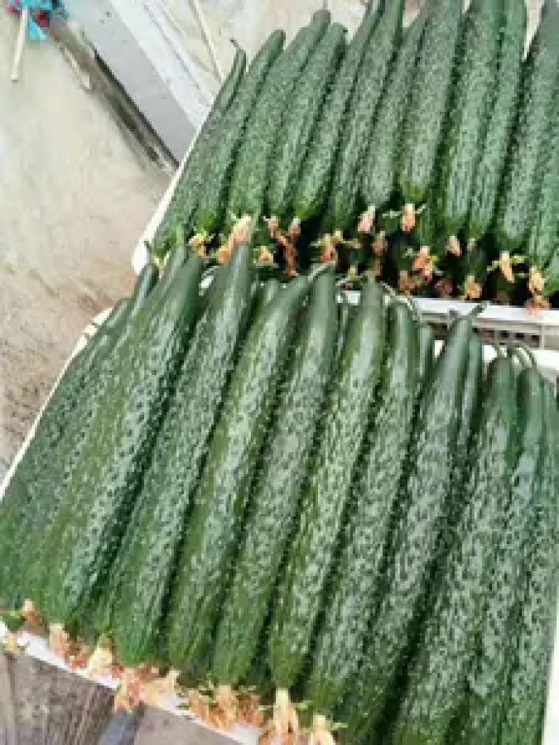 【热销】鲜花密刺黄瓜大量上市中基地直供量大条直