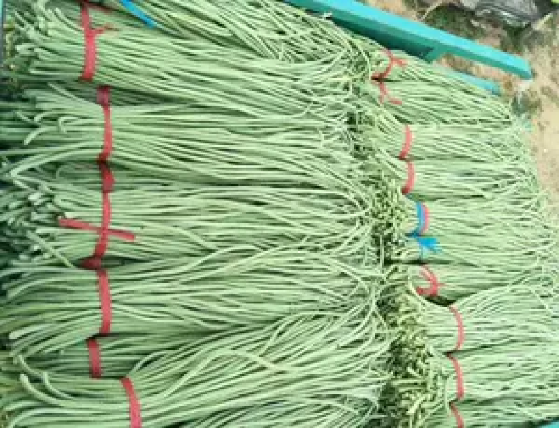 山东精品长豆角，质量保证，一手货源稳定供货全国