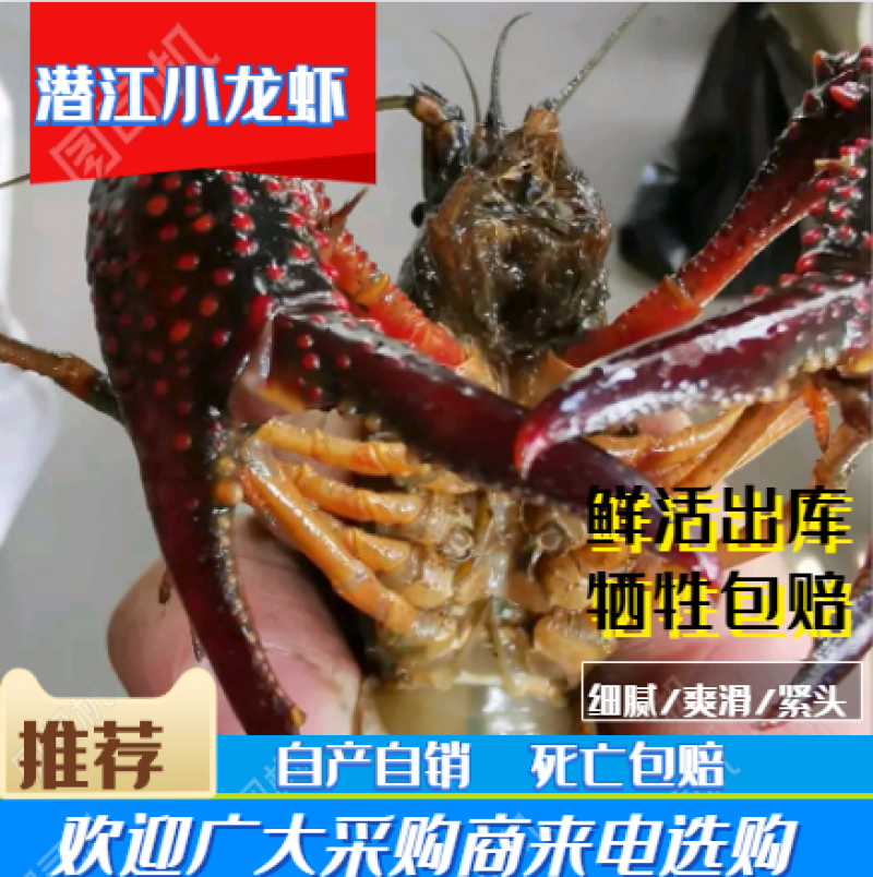 湖北小龙虾精品小青中青大青红食用活虾纯青虾死亡包赔虾尾