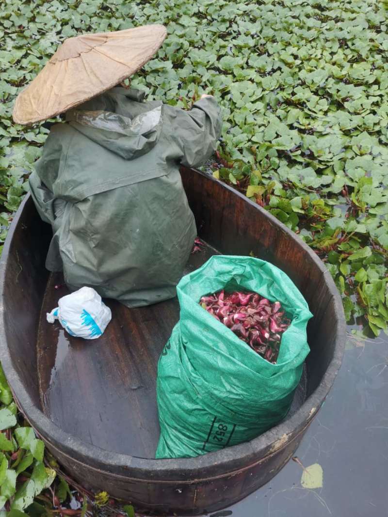 菱角直供现摘鲜嫩红菱角大青菱角