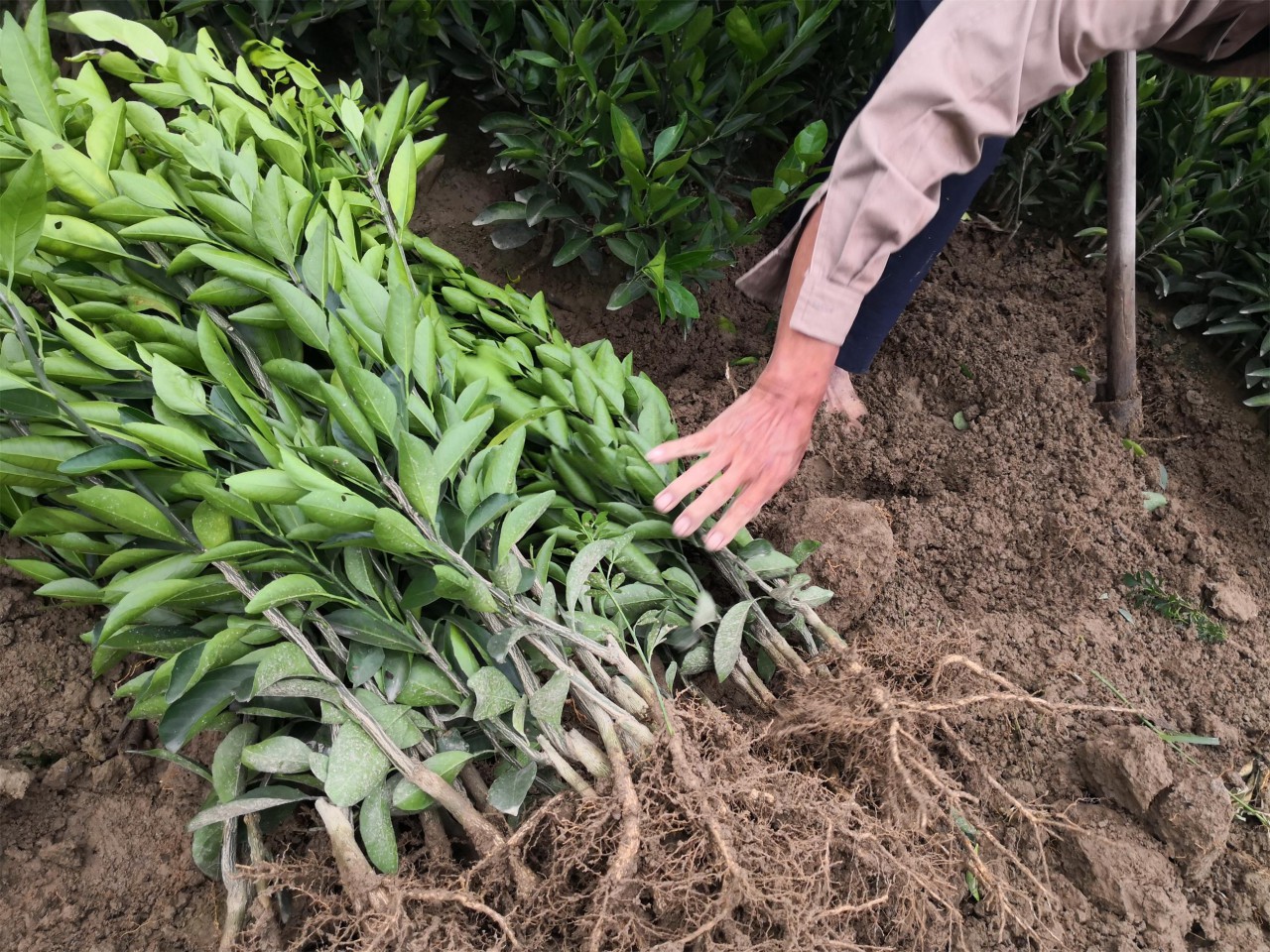 金桔植株移植过程示意图