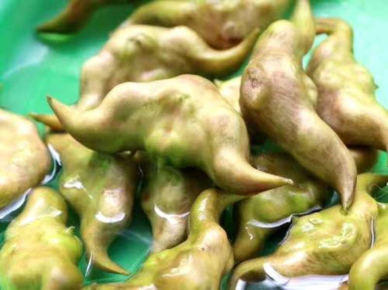 菱角直供现摘鲜嫩红菱角大青菱角