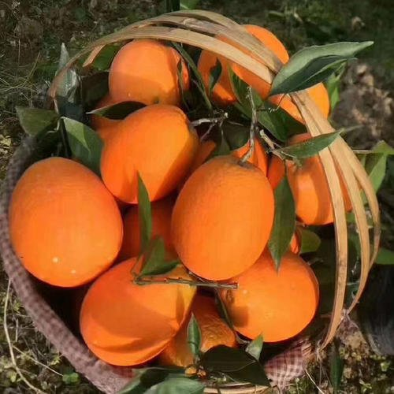 【湖北脐橙】秭归长虹脐橙火爆热销中产地批发
