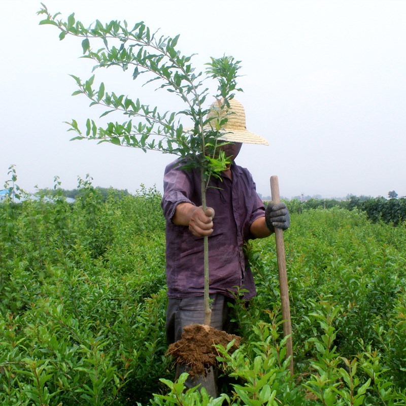 红玛瑙石榴树苗无籽果树苗南方北方种植地栽当年结果苗