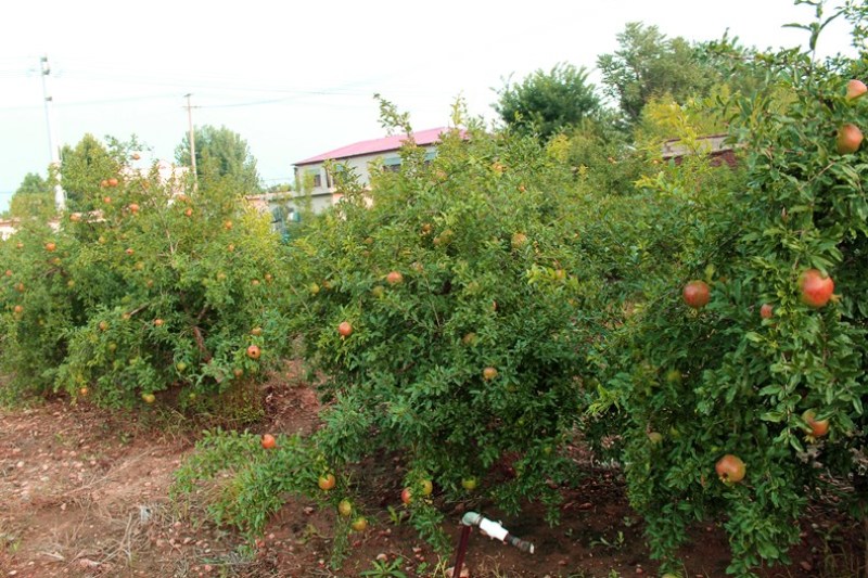 红玛瑙石榴树苗无籽果树苗南方北方种植地栽当年结果苗