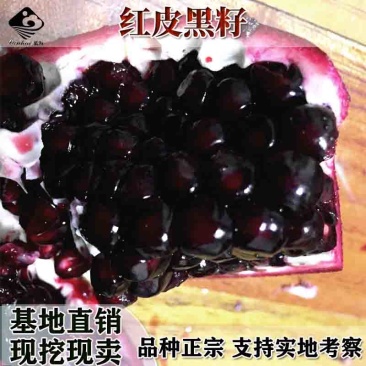 红皮黑籽石榴苗黑籽甜石榴树苗南方北方种植地栽当年结果苗