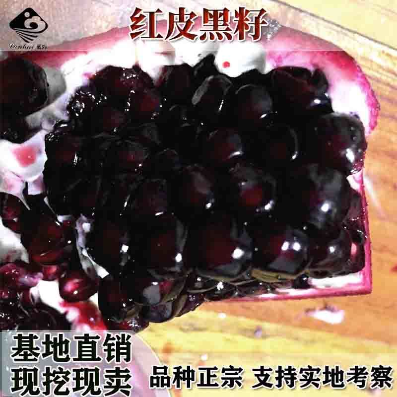 红皮黑籽石榴苗黑籽甜石榴树苗南方北方种植地栽当年结果苗