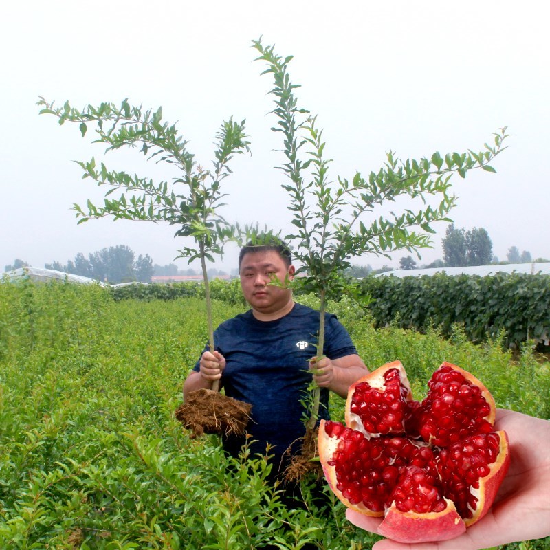 红皮黑籽石榴苗黑籽甜石榴树苗南方北方种植地栽当年结果苗