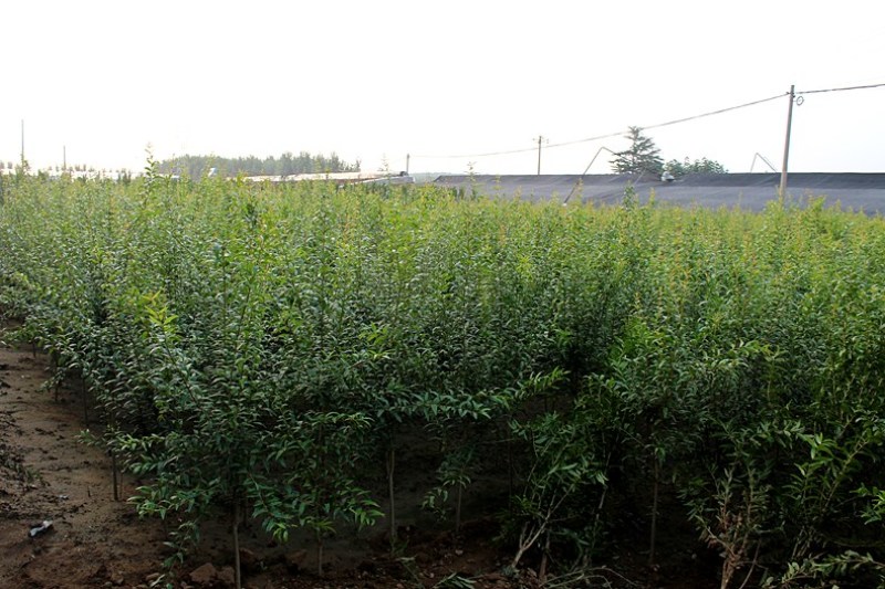 红皮黑籽石榴苗黑籽甜石榴树苗南方北方种植地栽当年结果苗