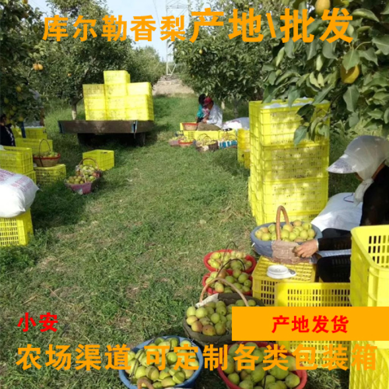 2020库尔勒香梨_农场批发_产地发货_包装可定制