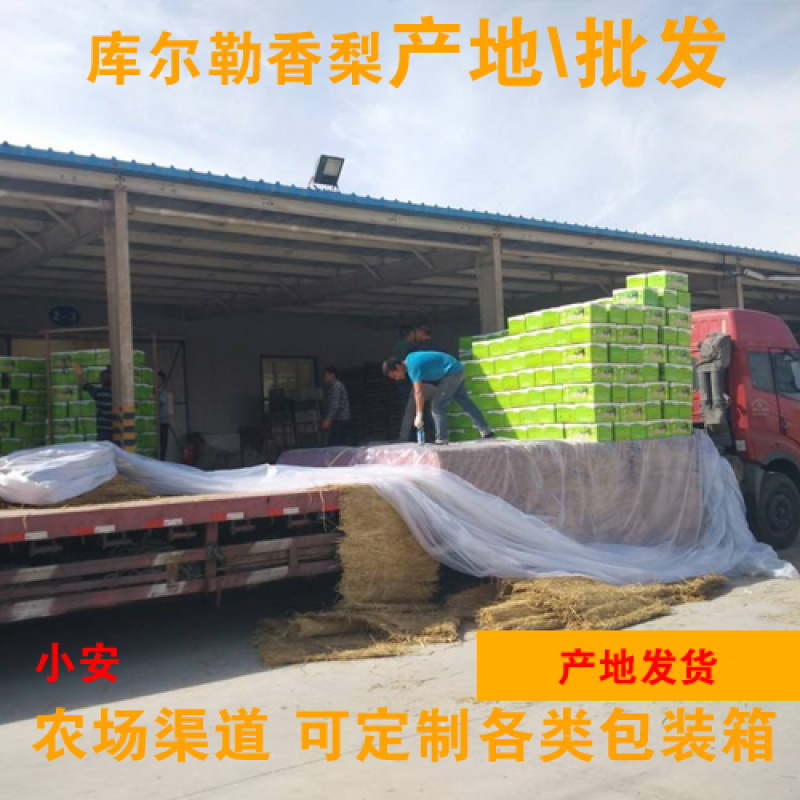2020库尔勒香梨_农场批发_产地发货_包装可定制