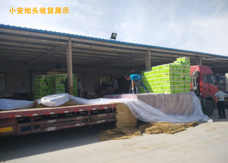 库尔勒香梨_专业代办_熟悉各地市场包装规格
