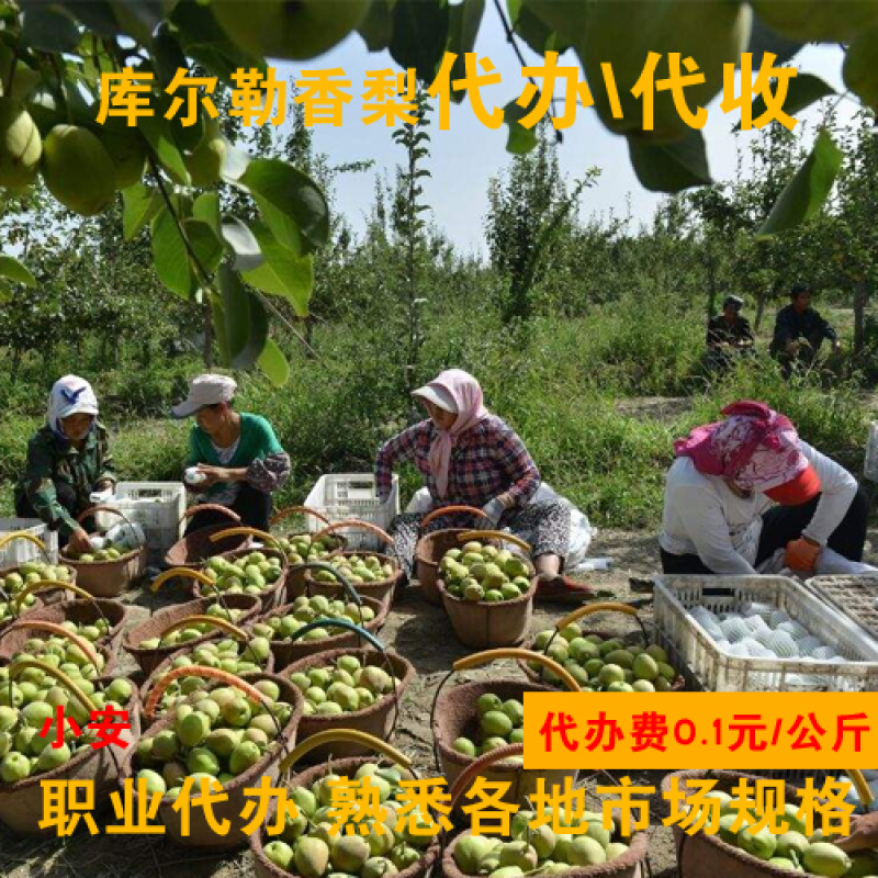库尔勒香梨_专业代办_熟悉各地市场包装规格