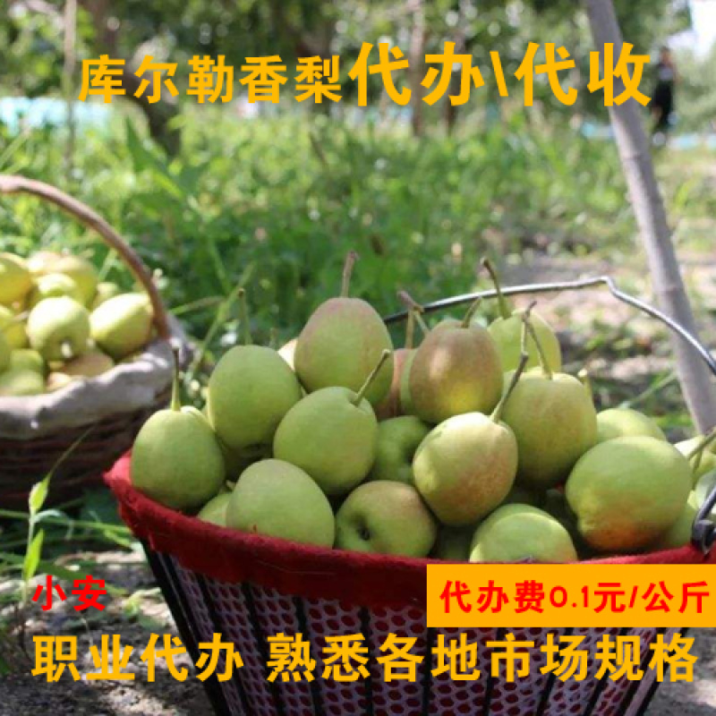 库尔勒香梨_专业代办_熟悉各地市场包装规格