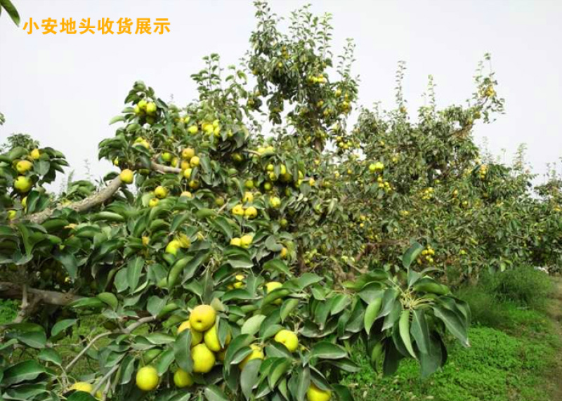 库尔勒香梨_专业代办_熟悉各地市场包装规格