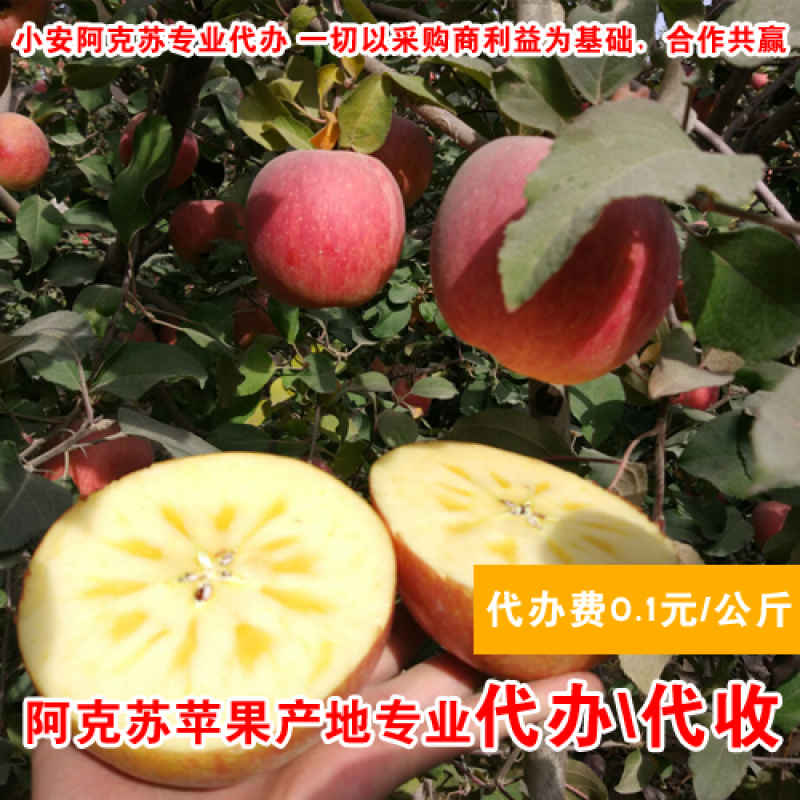 阿克苏苹果代办_专业冰糖心苹果代收_产地红旗坡农场货源