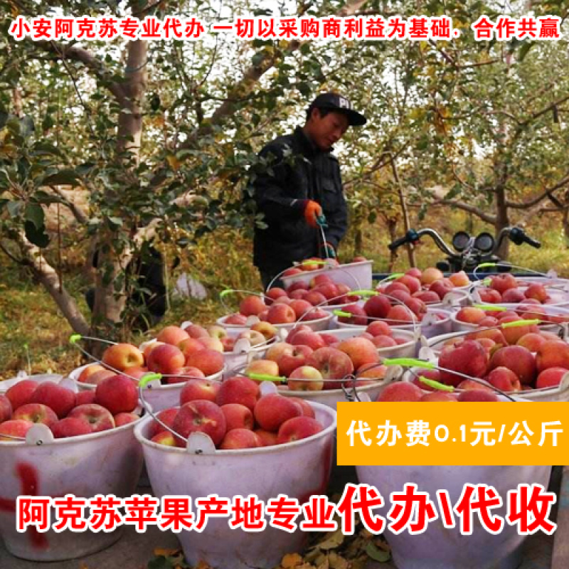 阿克苏苹果代办_专业冰糖心苹果代收_产地红旗坡农场货源