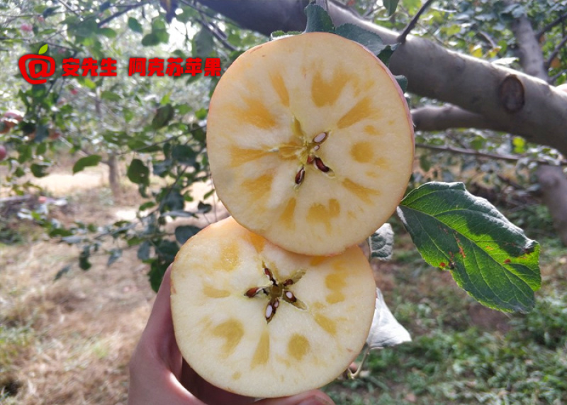 阿克苏苹果批发_企业团购_一件代发_带防伪码_5kg箱大