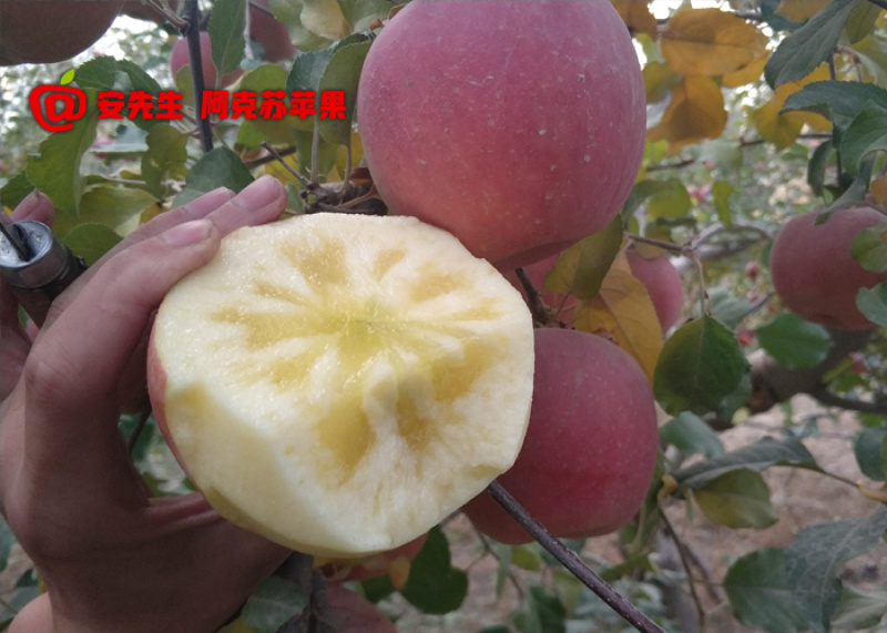 阿克苏苹果批发_企业团购_一件代发_带防伪码_5kg箱大