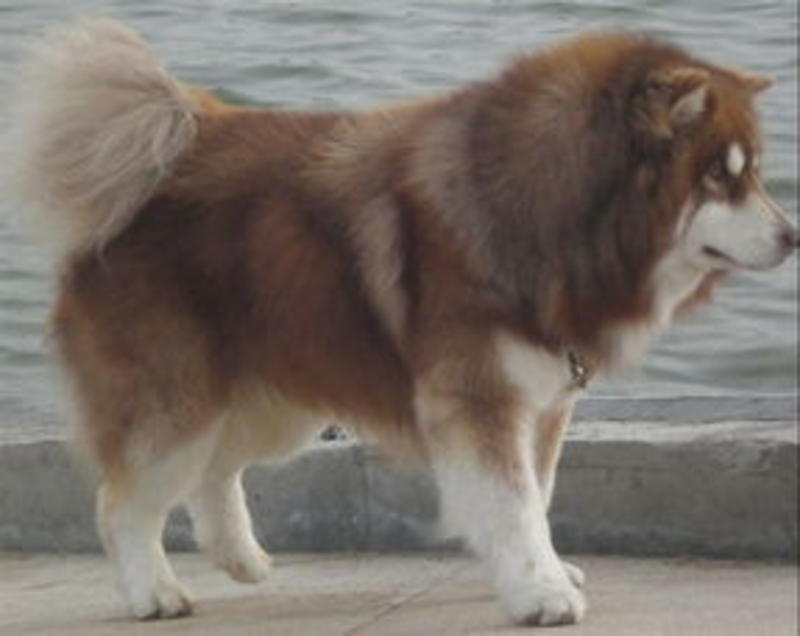 阿拉斯加幼犬幼崽纯种阿拉斯加可全国发货