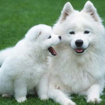 萨摩耶幼犬幼崽纯种萨摩耶可全国发货保证血统