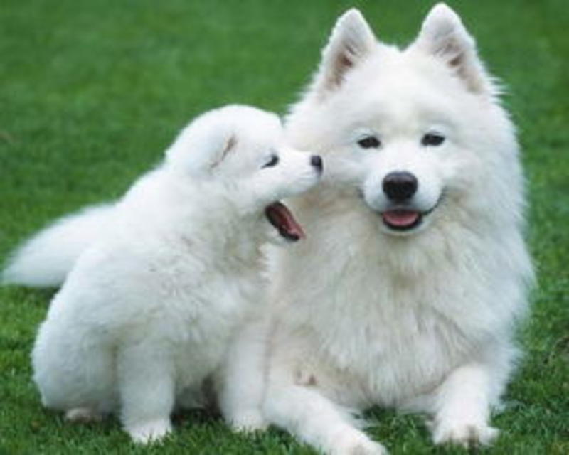 萨摩耶幼犬幼崽纯种萨摩耶可全国发货保证血统