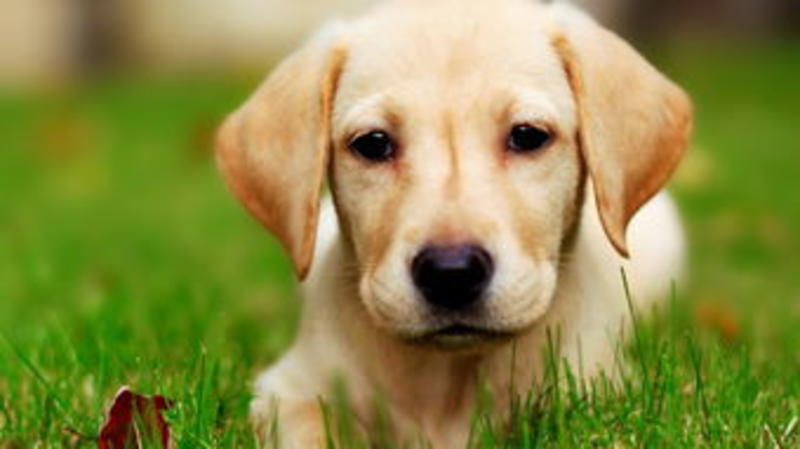 拉布拉多幼犬幼崽纯种拉布拉多全国发货