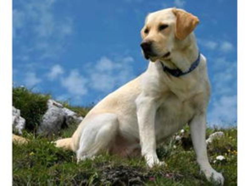 拉布拉多幼犬幼崽纯种拉布拉多全国发货
