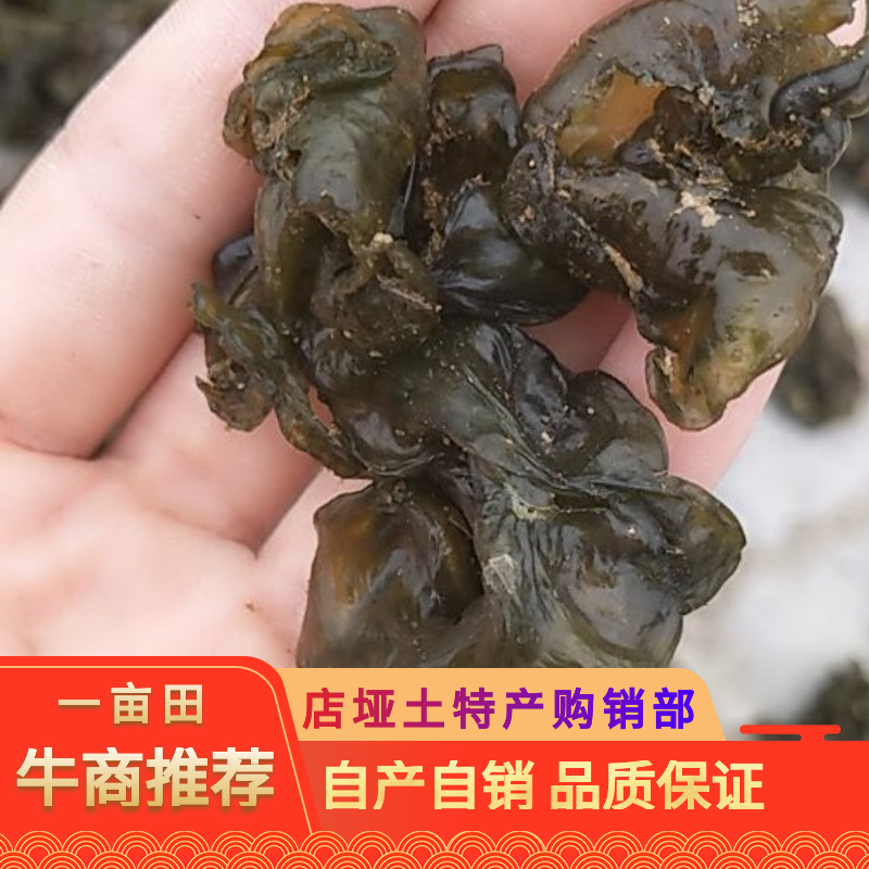 湖北本地野生地皮菜手挑筛选干货，产地直销，质量有保证