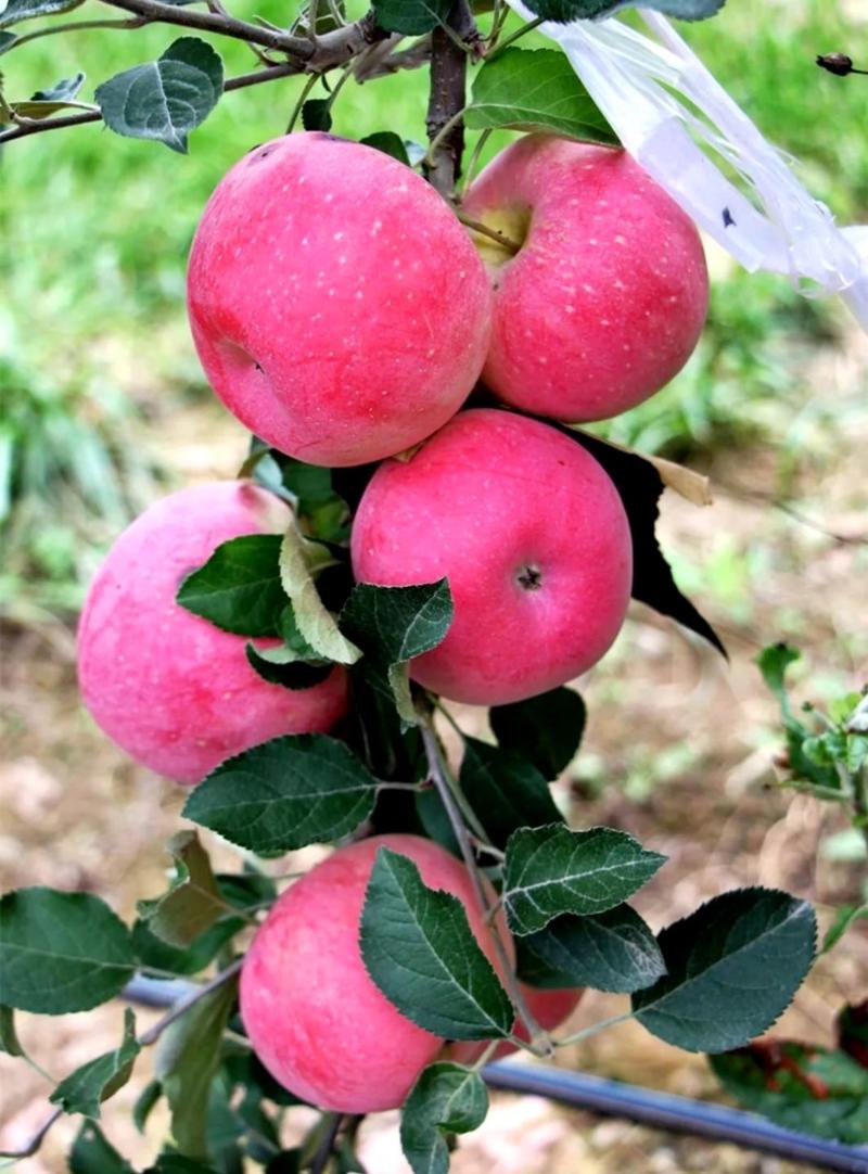 早熟红富士苹果树苗果熟苗嫁接苗八月富士王苹果树苗当年结果