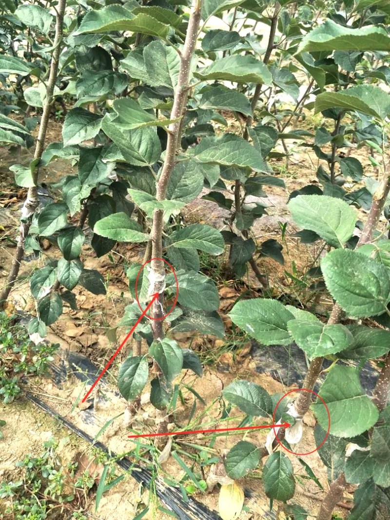 树苗嘎啦苹果树苗烟富苹果嫁接苗苹果苗南北方种植当年结果