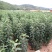 树苗嘎啦苹果树苗烟富苹果嫁接苗苹果苗南北方种植当年结果