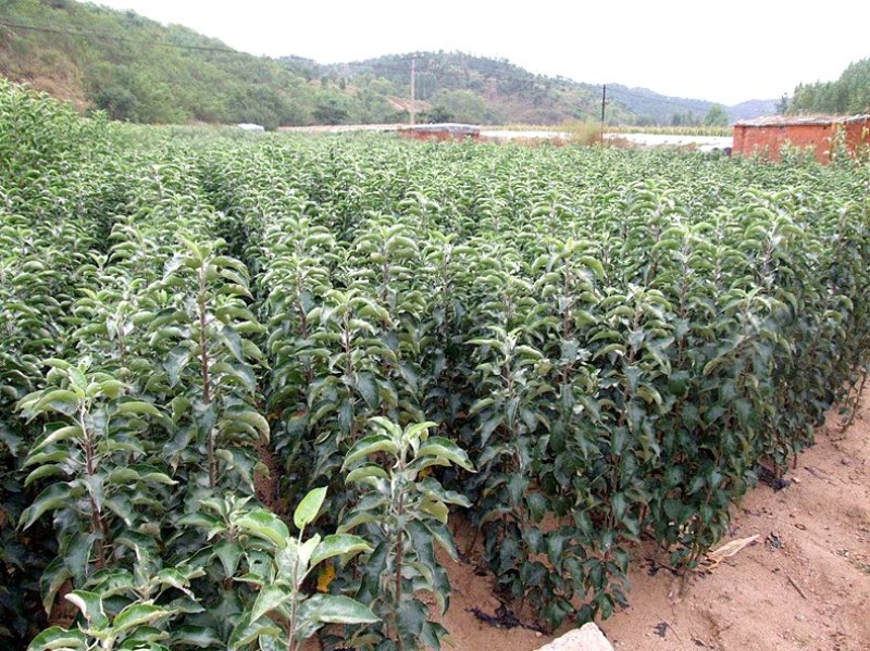 树苗嘎啦苹果树苗烟富苹果嫁接苗苹果苗南北方种植当年结果