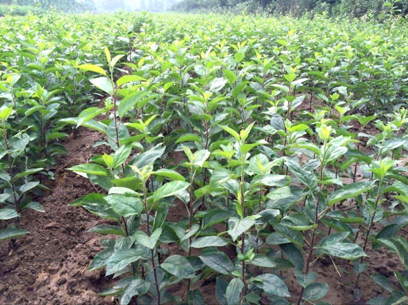 树苗嘎啦苹果树苗烟富苹果嫁接苗苹果苗南北方种植当年结果