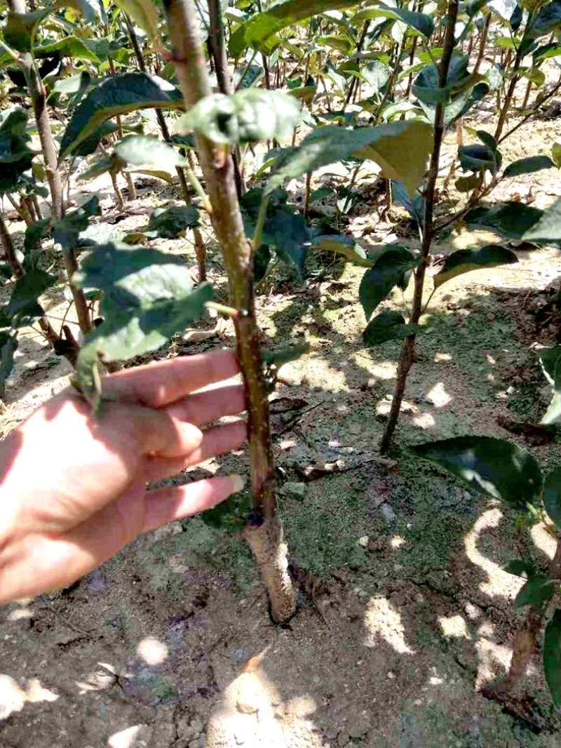树苗嘎啦苹果树苗烟富苹果嫁接苗苹果苗南北方种植当年结果