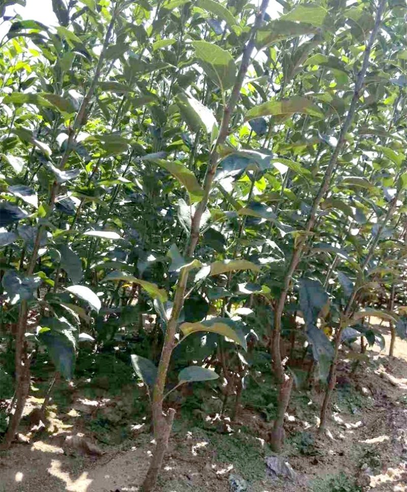 树苗嘎啦苹果树苗烟富苹果嫁接苗苹果苗南北方种植当年结果
