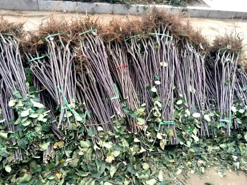 树苗嘎啦苹果树苗烟富苹果嫁接苗苹果苗南北方种植当年结果