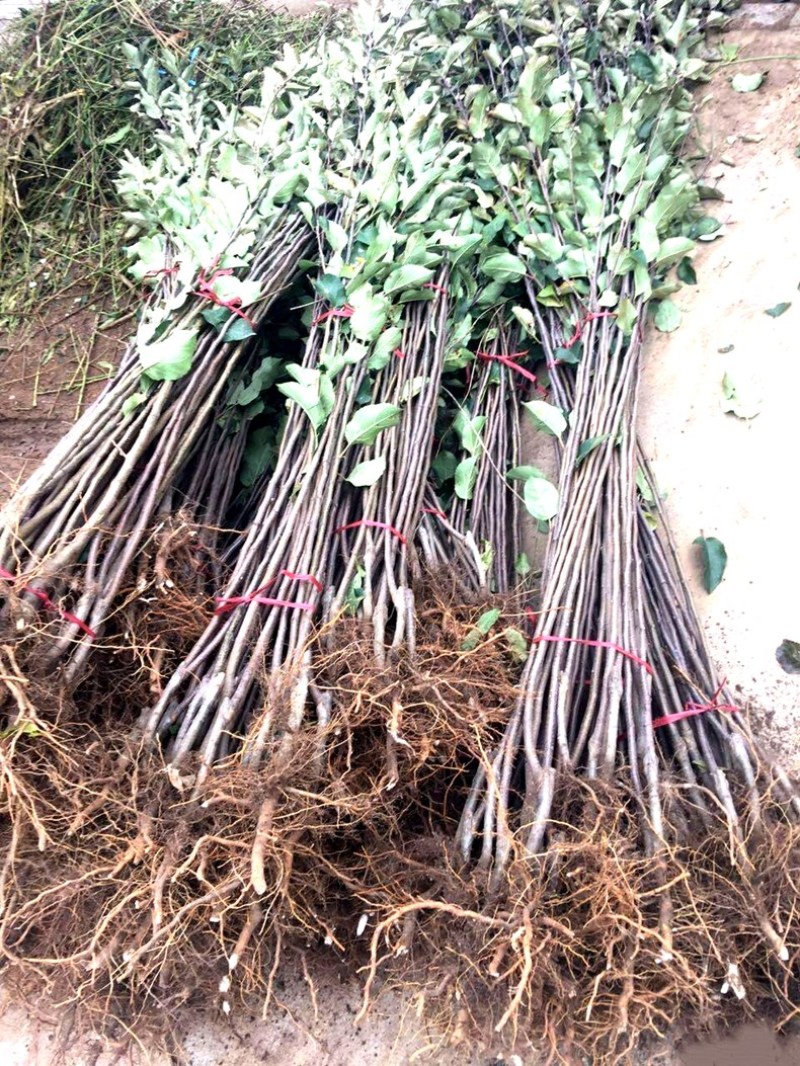 树苗嘎啦苹果树苗烟富苹果嫁接苗苹果苗南北方种植当年结果