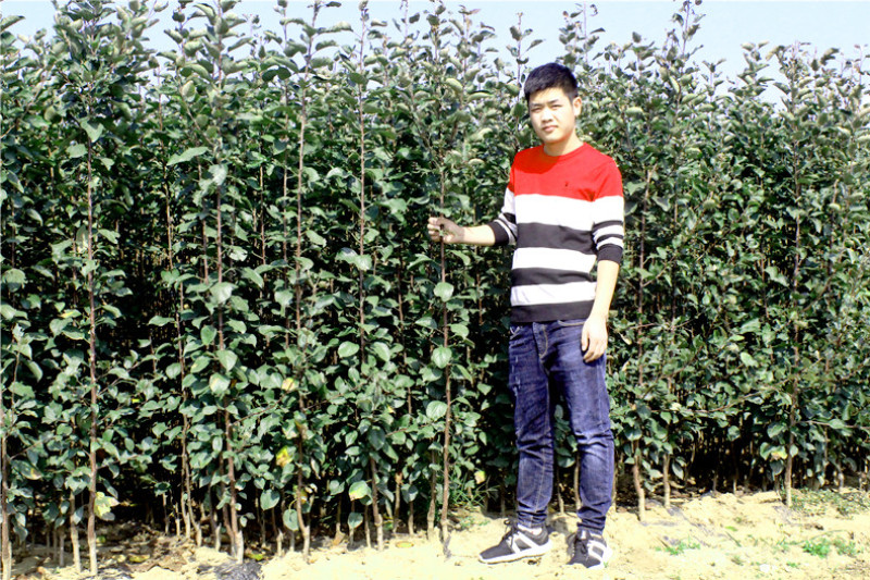 树苗嘎啦苹果树苗烟富苹果嫁接苗苹果苗南北方种植当年结果