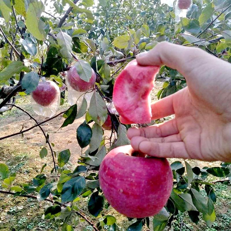 红苹果树苗老红玉苹果苗嫁接苗地栽当年结果南方北方种植