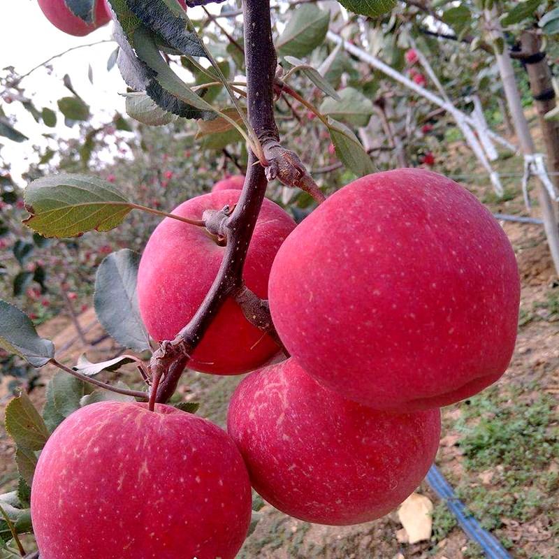 早熟新品种苹果树苗鲁丽苹果苗嫁接南方北方种植地栽当年结果