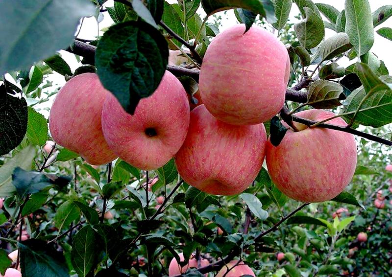 早熟新品种苹果树苗鲁丽苹果苗嫁接南方北方种植地栽当年结果