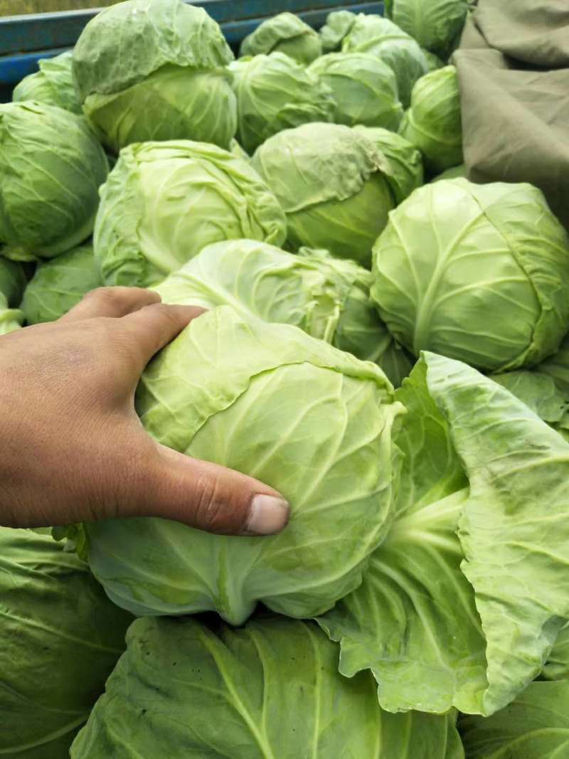 河北张家口甘蓝精品圆包菜基地直供，一手货源保质保量