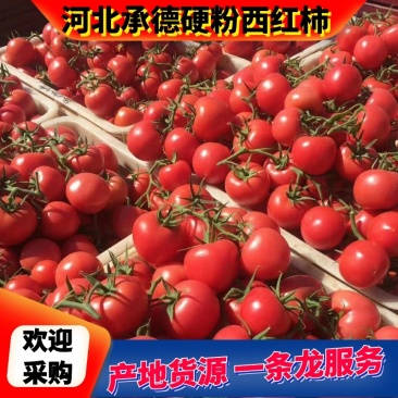 【有好货】硬粉西红柿通货硬粉弧三以上量大从优