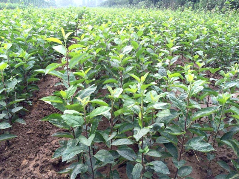 果树苗苹果树苗印度青苹果苗各种水果树苗地栽种植当年结果