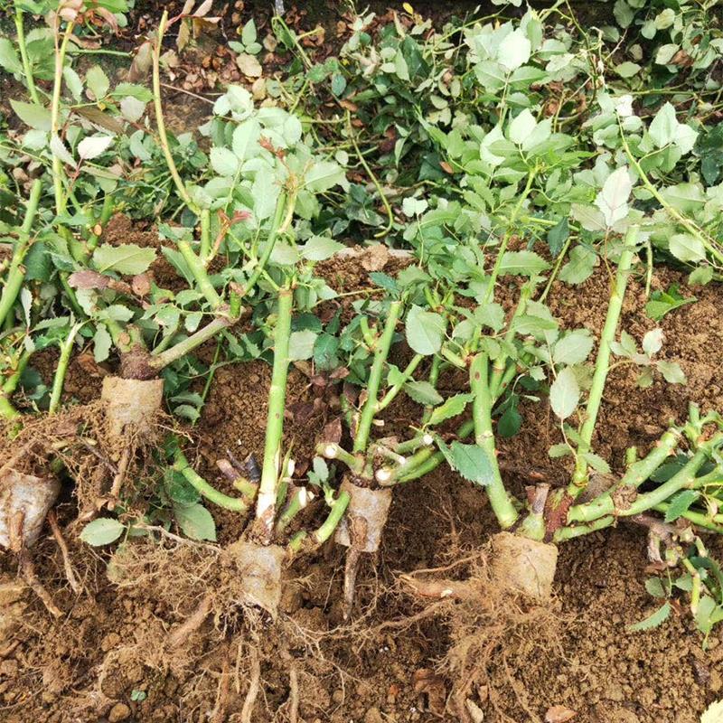 大花月季3年苗绿化工程用月季花苗丰花品种月季