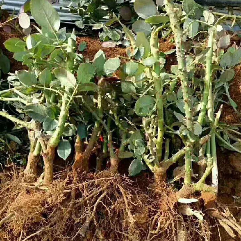 大花月季3年苗绿化工程用月季花苗丰花品种月季